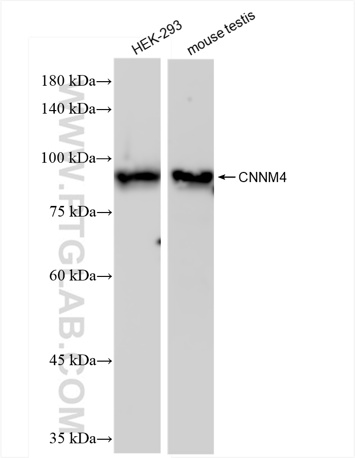 WB analysis using 83824-4-RR (same clone as 83824-4-PBS)