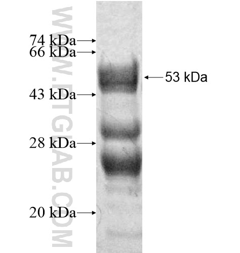 CNO fusion protein Ag12975 SDS-PAGE