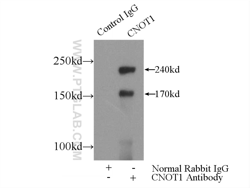 CNOT1 Polyclonal antibody