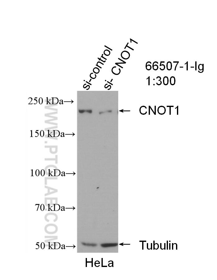 WB analysis of HeLa using 66507-1-Ig