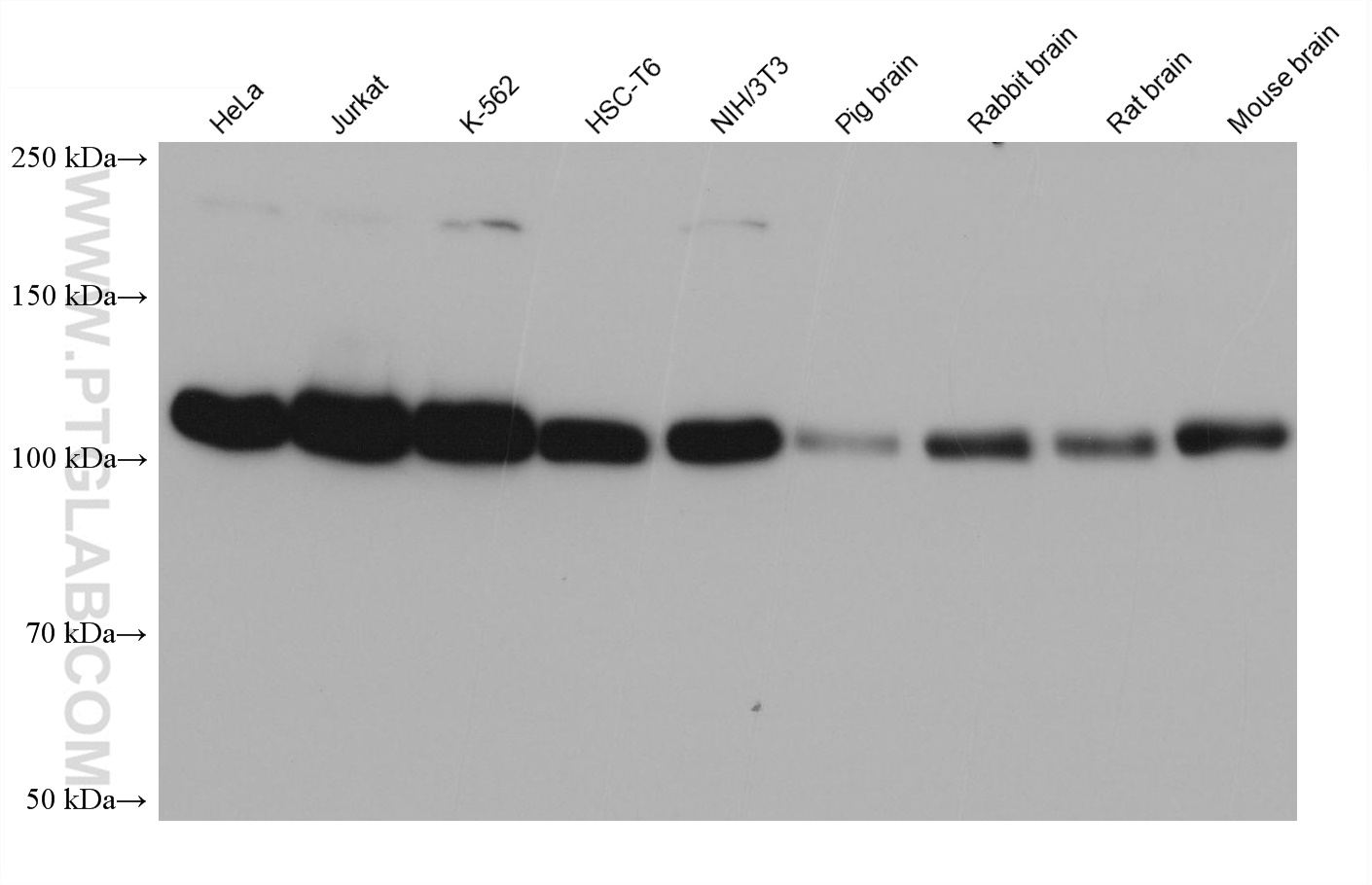 WB analysis using 68436-1-Ig