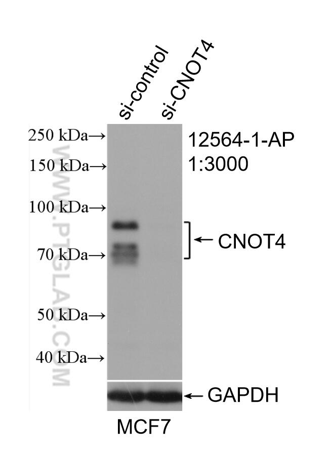 WB analysis of MCF-7 using 12564-1-AP