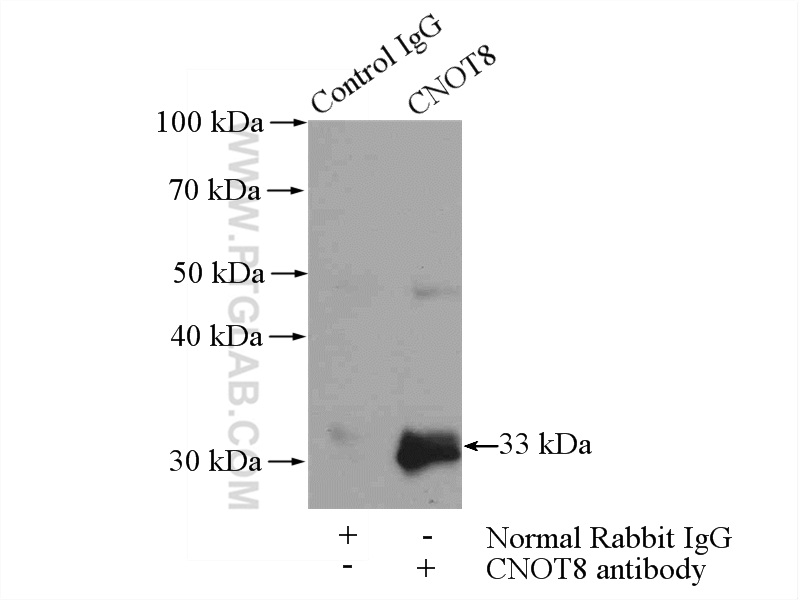 IP experiment of mouse testis using 10752-1-AP (same clone as 10752-1-PBS)