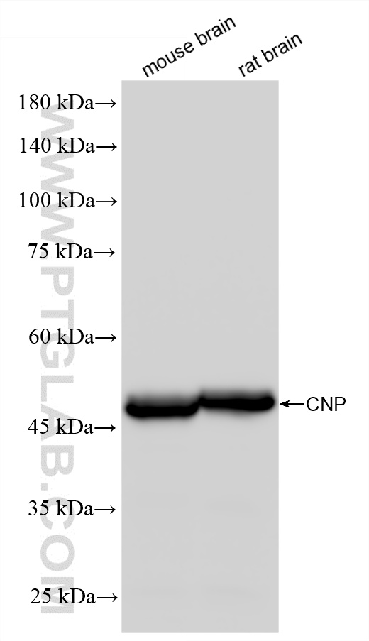WB analysis using 86967-4-RR (same clone as 86967-4-PBS) WB analysis using 86967-4-RR (same clone as 86967-4-PBS)