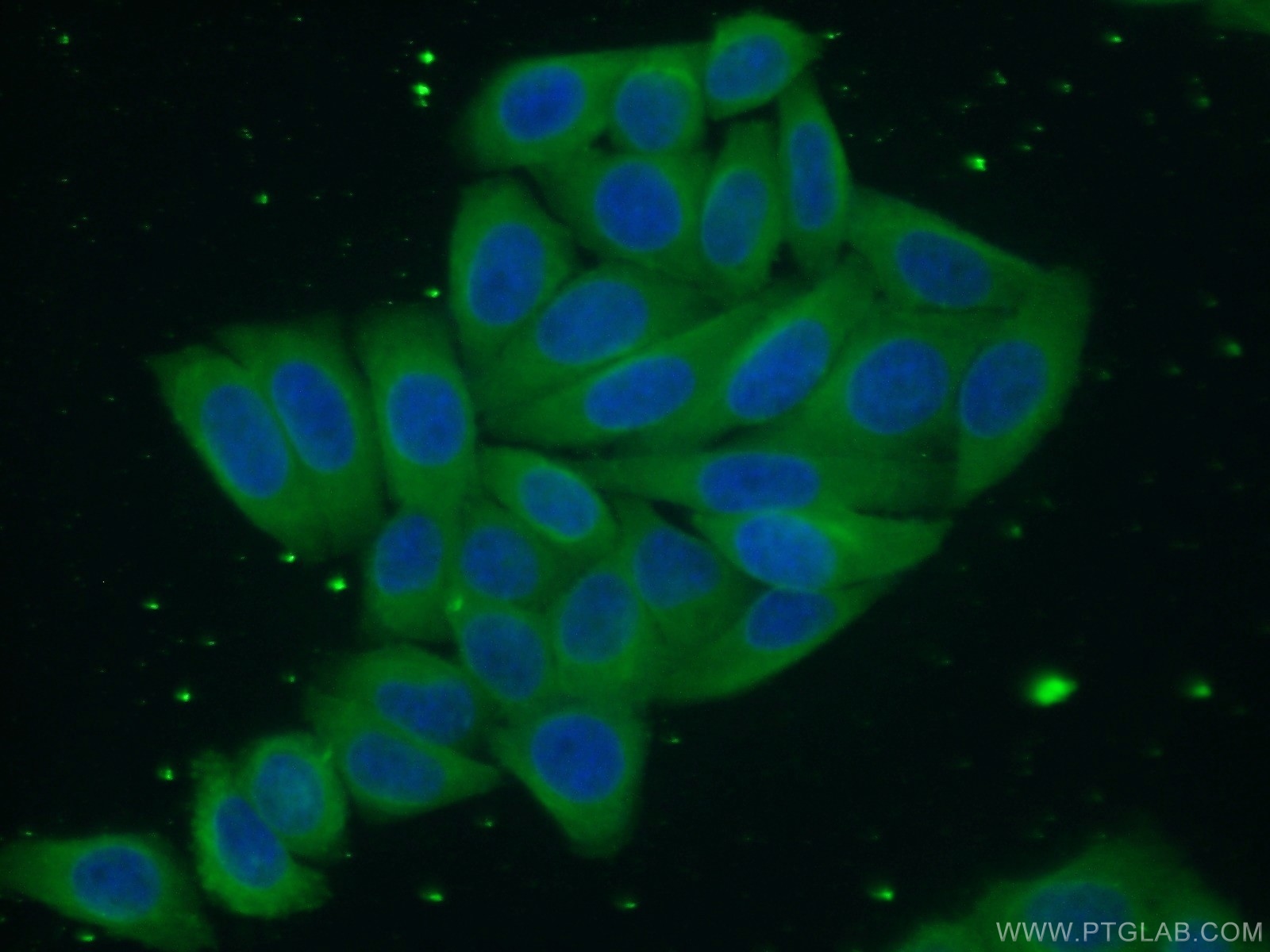 IF Staining of HepG2 using 66173-1-Ig (same clone as 66173-1-PBS)