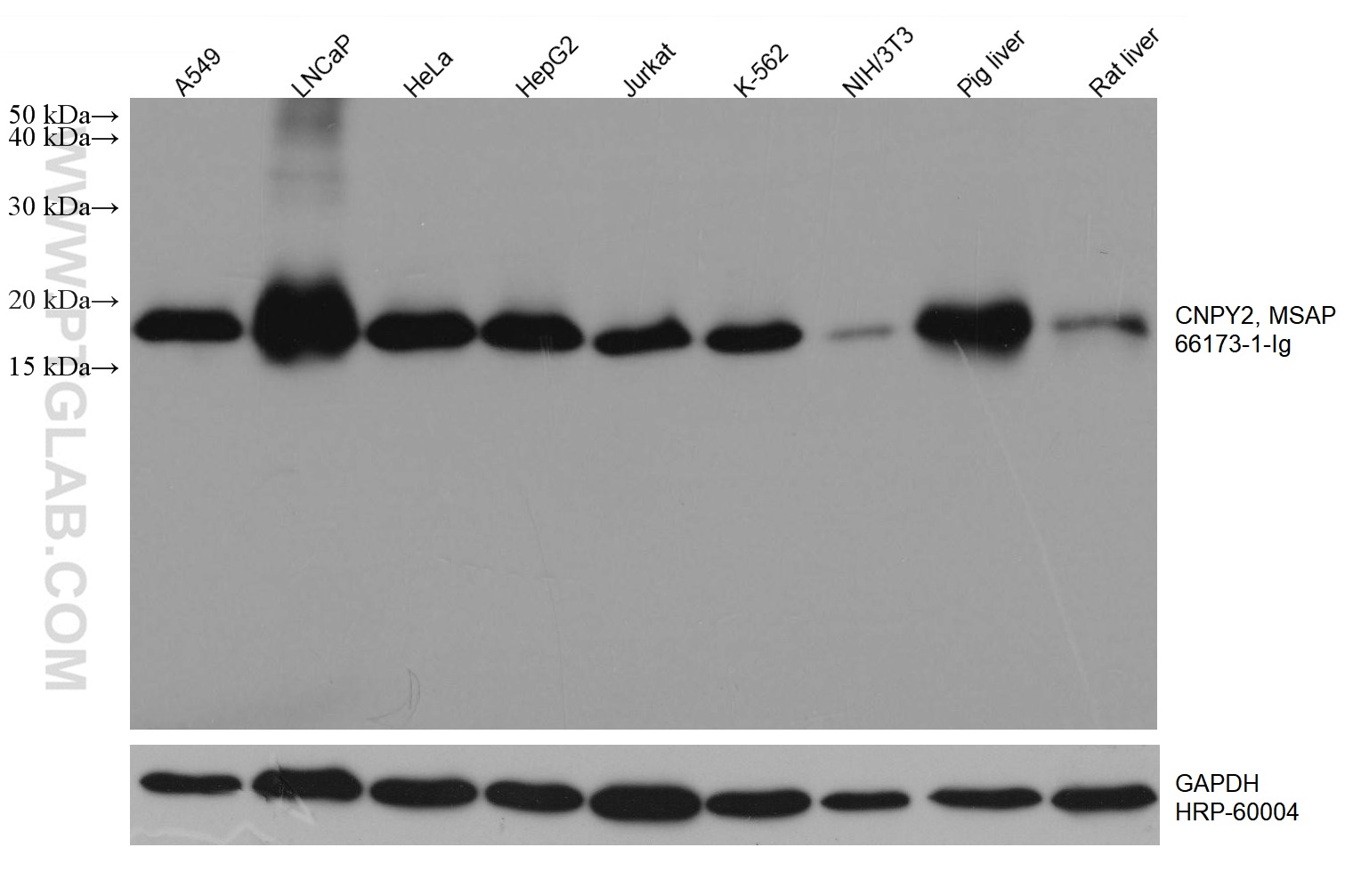 WB analysis using 66173-1-Ig (same clone as 66173-1-PBS)