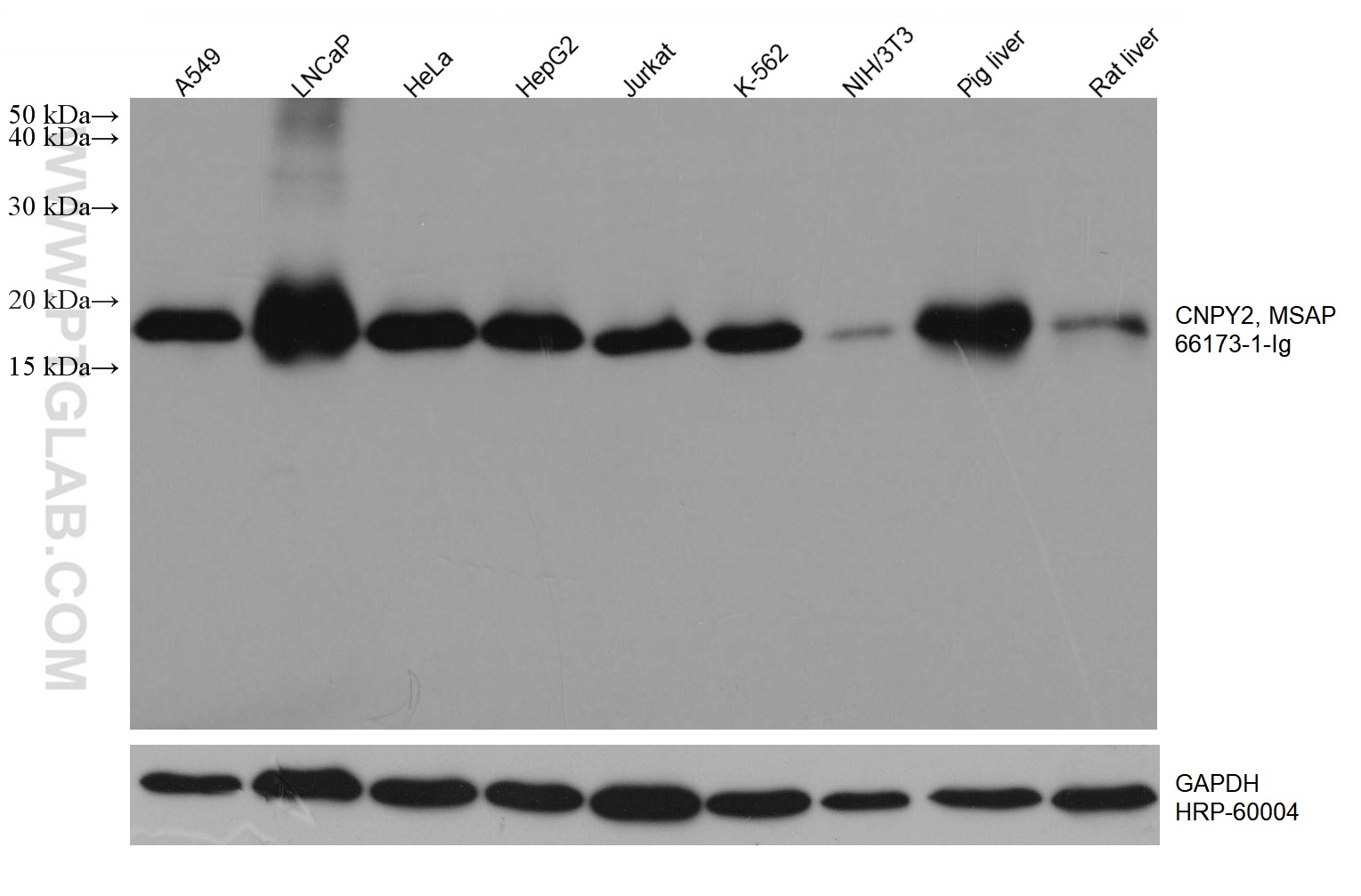 WB analysis using 66173-1-Ig