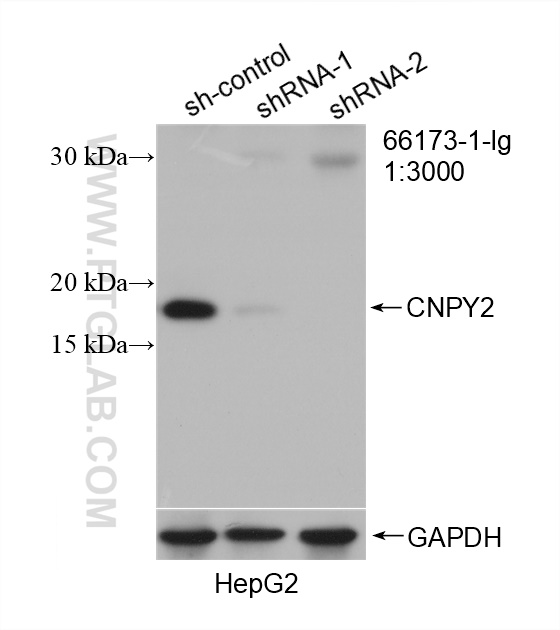 WB analysis of HepG2 using 66173-1-Ig