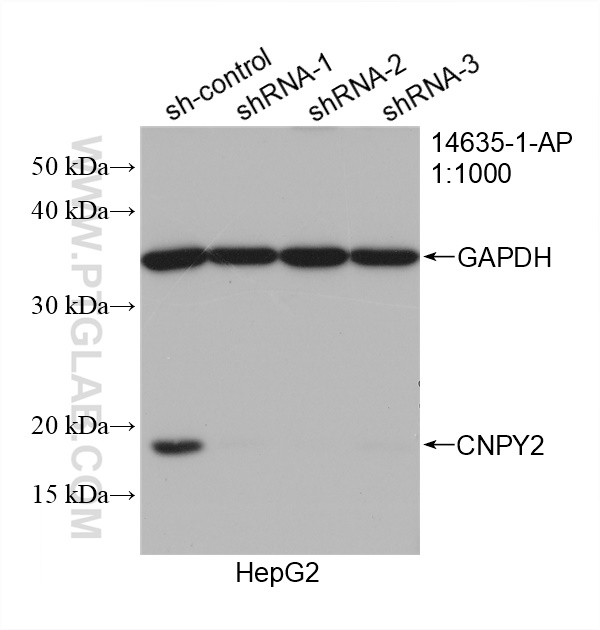 WB analysis of HepG2 using 14635-1-AP