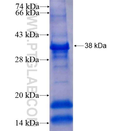 CNPY3 fusion protein Ag7841 SDS-PAGE CNPY3 fusion protein Ag7841 SDS-PAGE