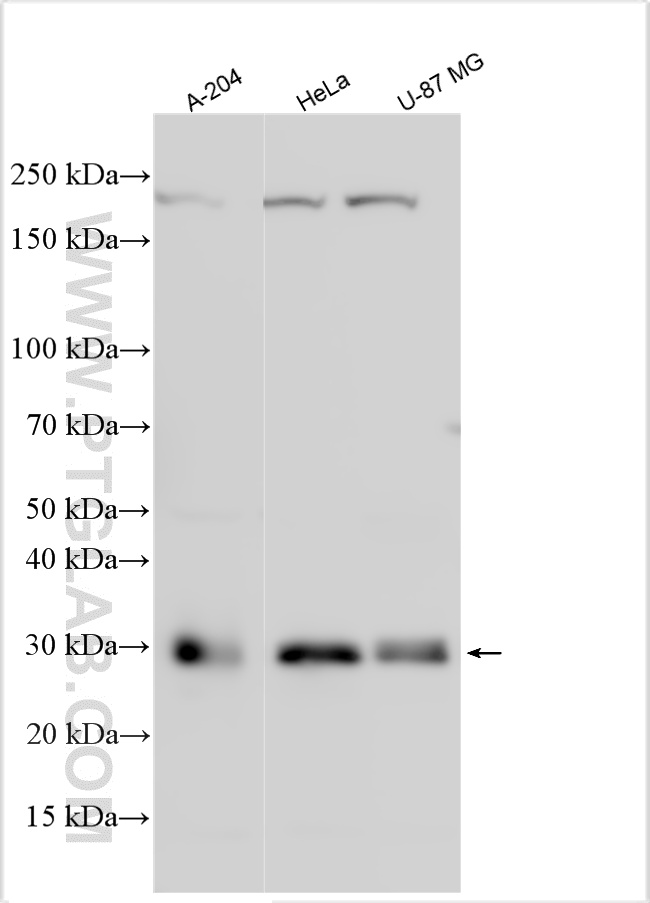 WB analysis using 22086-1-AP
