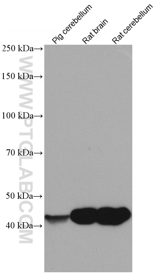 WB analysis using 66729-1-Ig