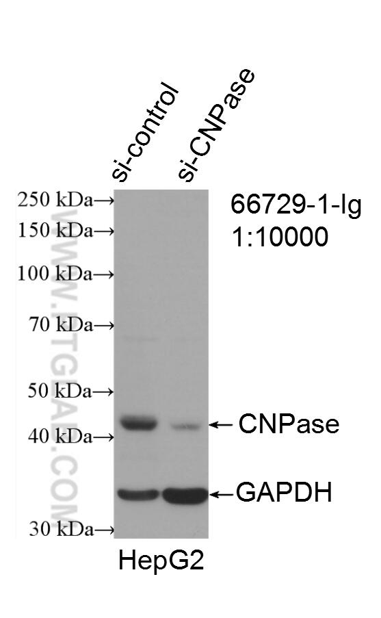 WB analysis of HepG2 using 66729-1-Ig