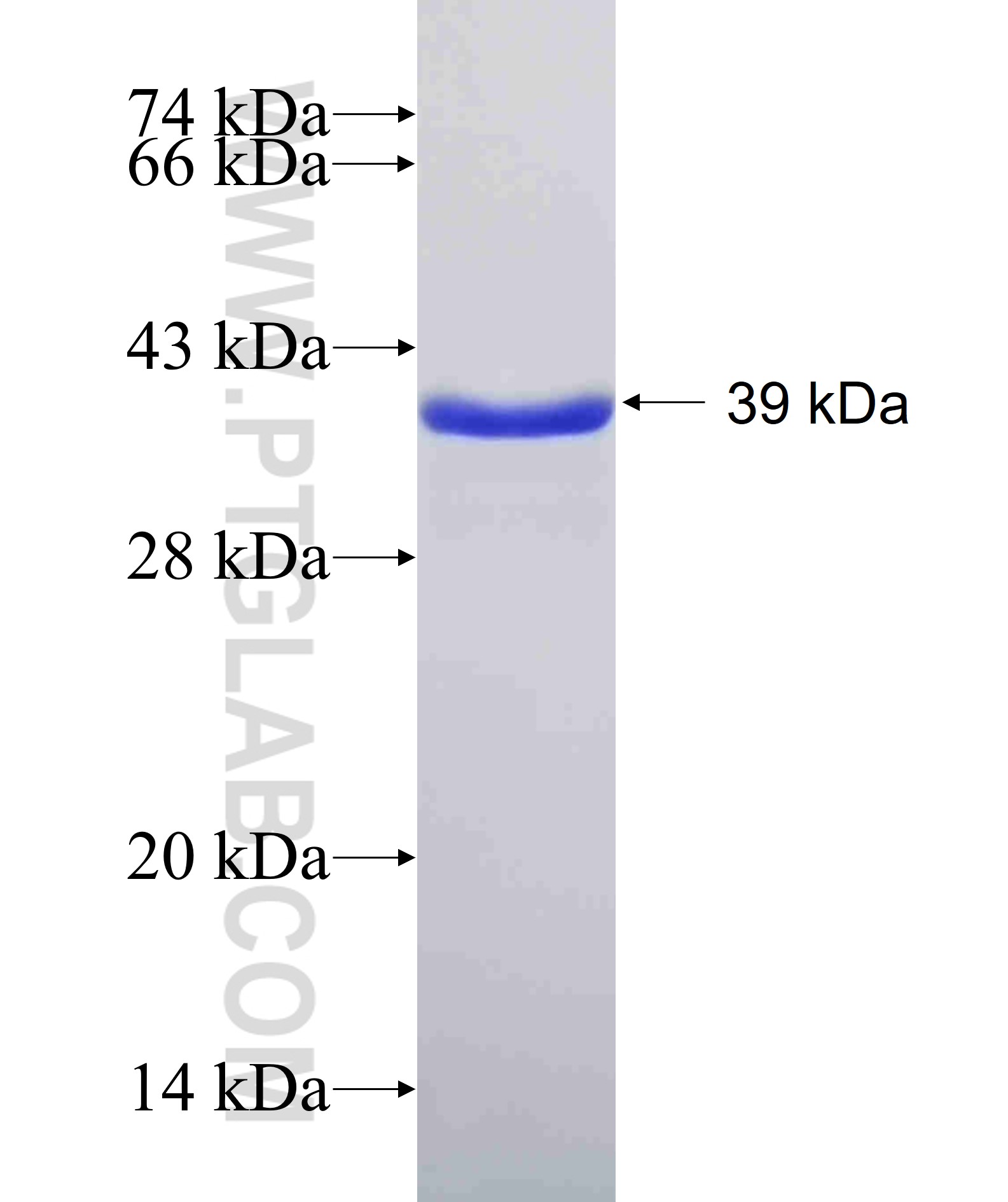 CNR1 fusion protein Ag12371 SDS-PAGE