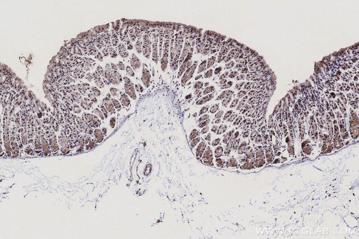 IHC staining of mouse stomach using 24854-1-AP IHC staining of mouse stomach using 24854-1-AP