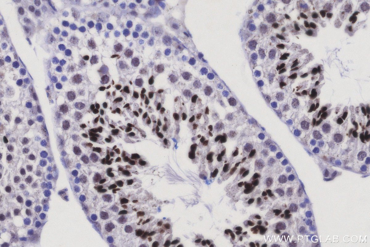 IHC staining of mouse testis using 24854-1-AP IHC staining of mouse testis using 24854-1-AP