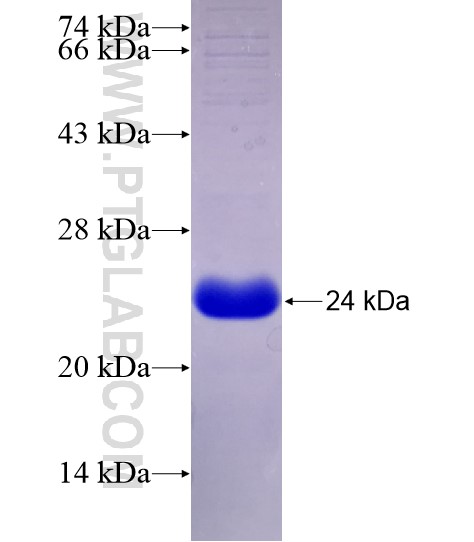 CNTF fusion protein Ag29085 SDS-PAGE