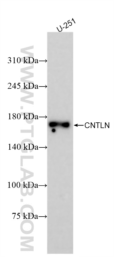 WB analysis of U-251 using 84781-1-RR