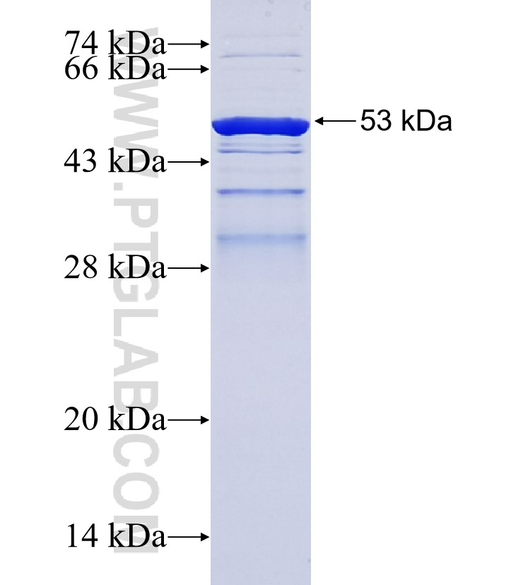 CNTLN fusion protein Ag36354 SDS-PAGE