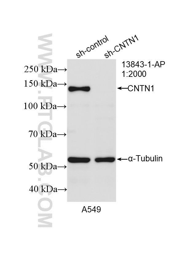 WB analysis of A549 using 13843-1-AP