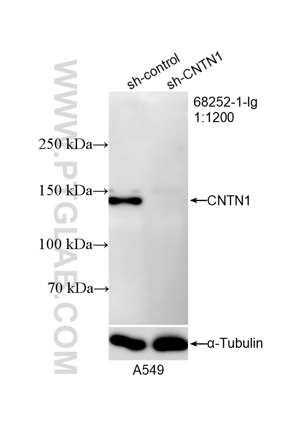 WB analysis of A549 using 68252-1-Ig