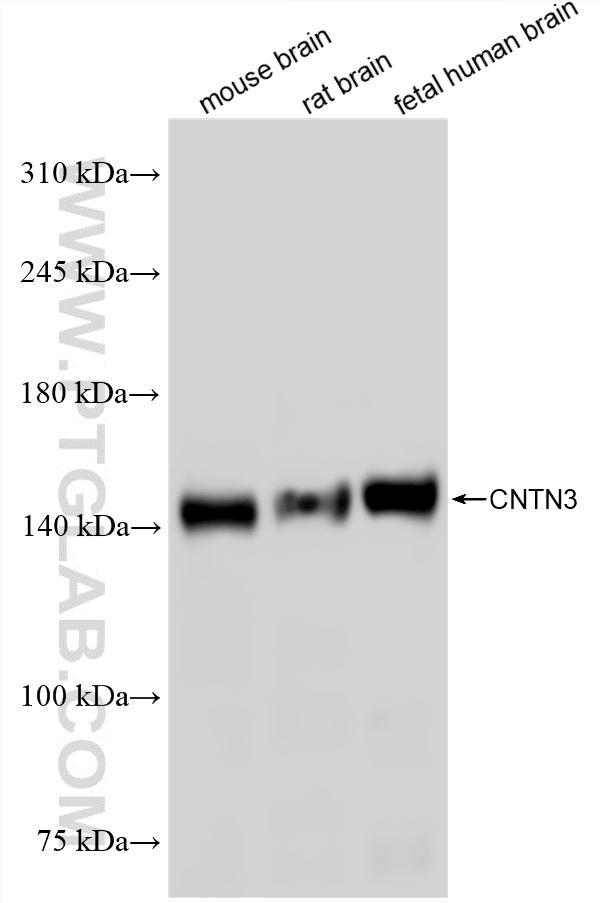 Various lysates were subjected to SDS PAGE followed by western blot with 86965-1-RR (CNTN3 antibody) at dilution of 1:10000 incubated at room temperature for 1.5 hours. WB analysis using 86965-1-RR