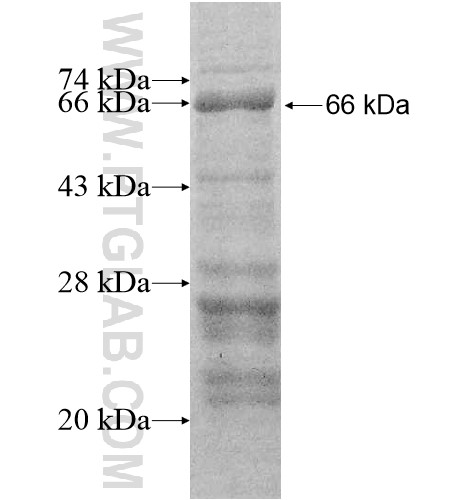 CNTN5 fusion protein Ag11966 SDS-PAGE