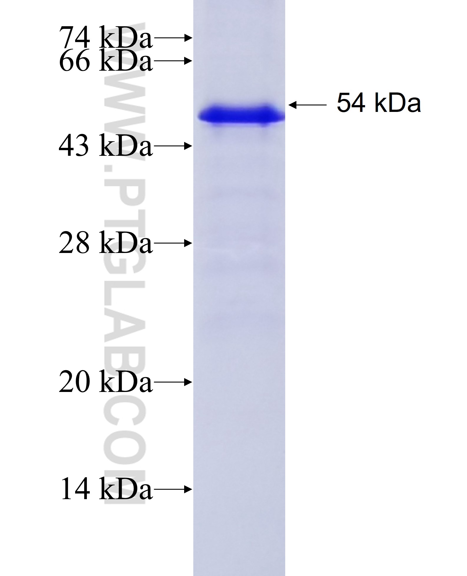 CNTNAP2 fusion protein Ag23049 SDS-PAGE