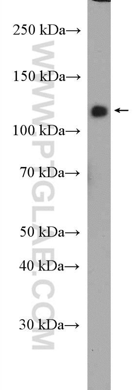 WB analysis of HEK-293 using 27410-1-AP