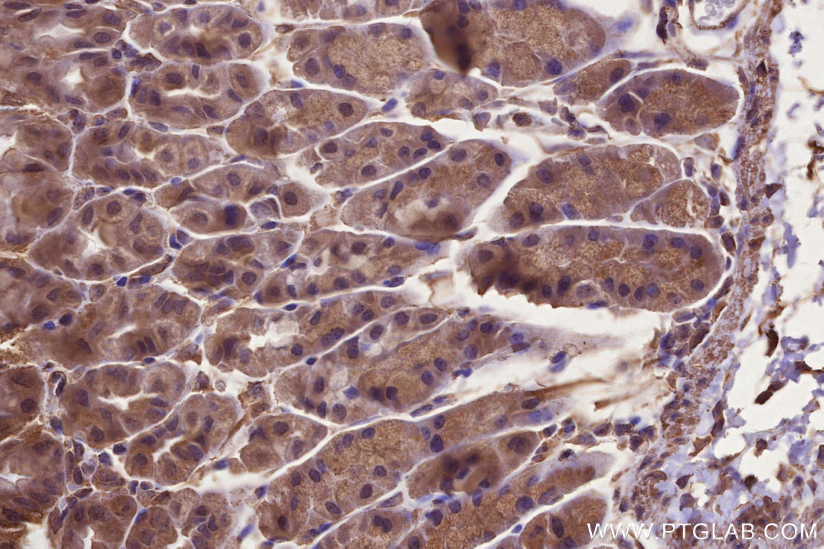 IHC staining of mouse stomach using 67061-1-Ig IHC staining of mouse stomach using 67061-1-Ig
