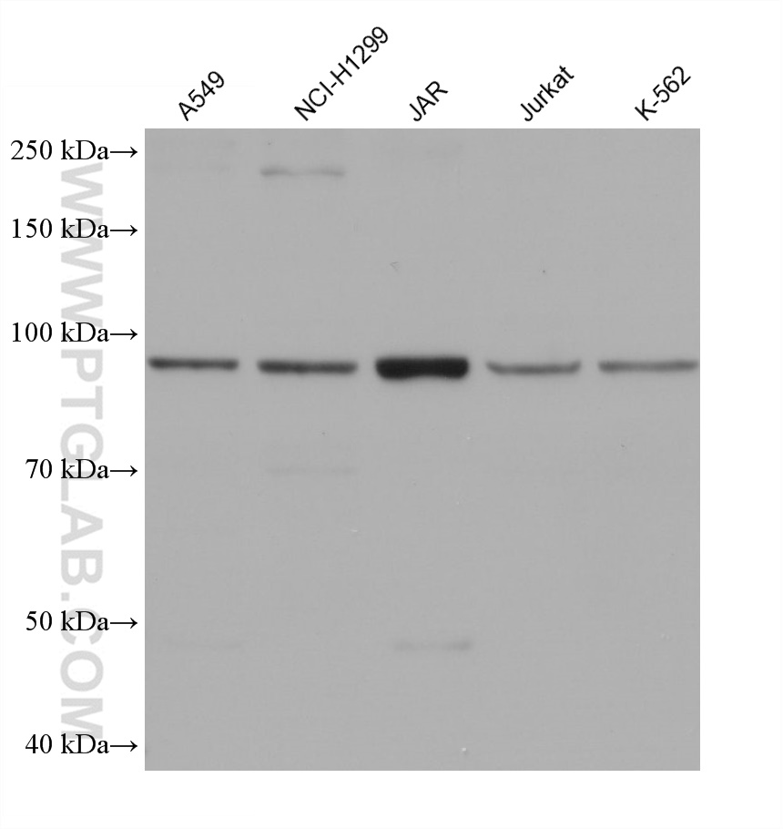 WB analysis using 67061-1-Ig