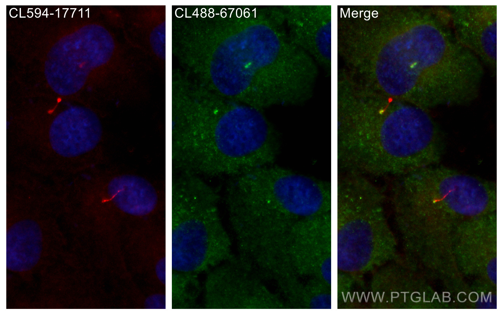 IF Staining of hTERT-RPE1 using CL488-67061