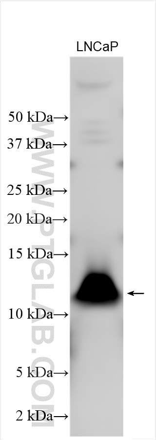 WB analysis using 30721-1-AP