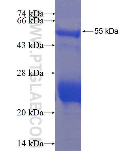 COBL fusion protein Ag23559 SDS-PAGE COBL fusion protein Ag23559 SDS-PAGE