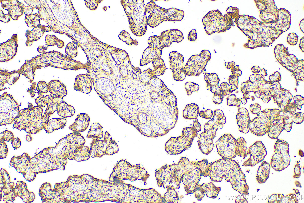 IHC staining of human placenta using 31191-1-AP