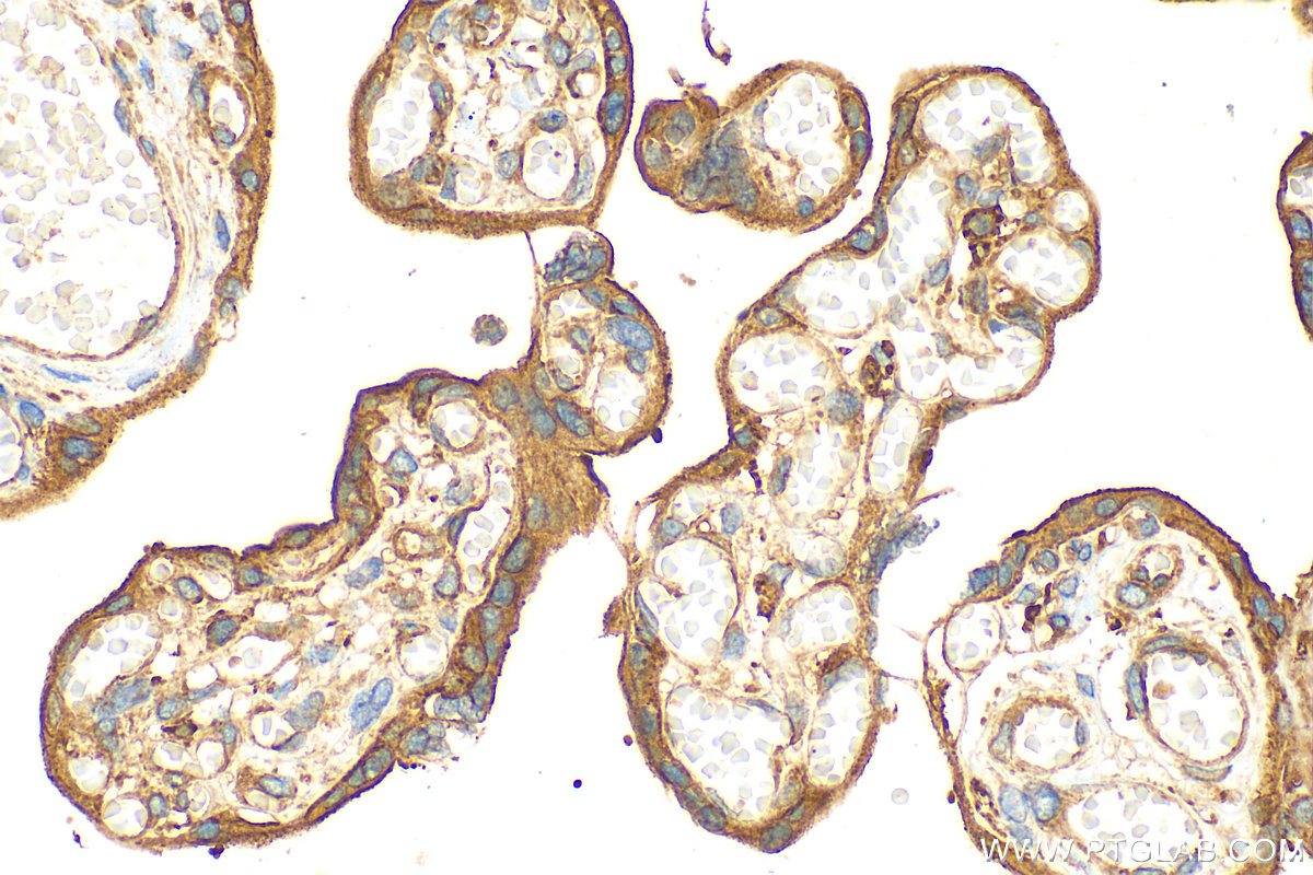 IHC staining of human placenta using 31191-1-AP