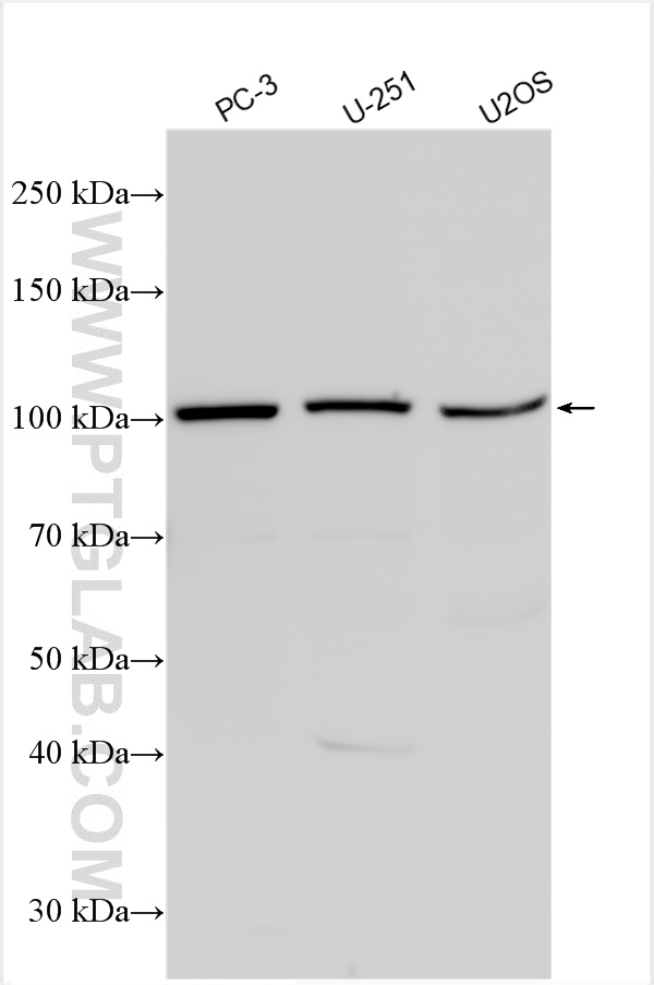 WB analysis using 10767-1-AP