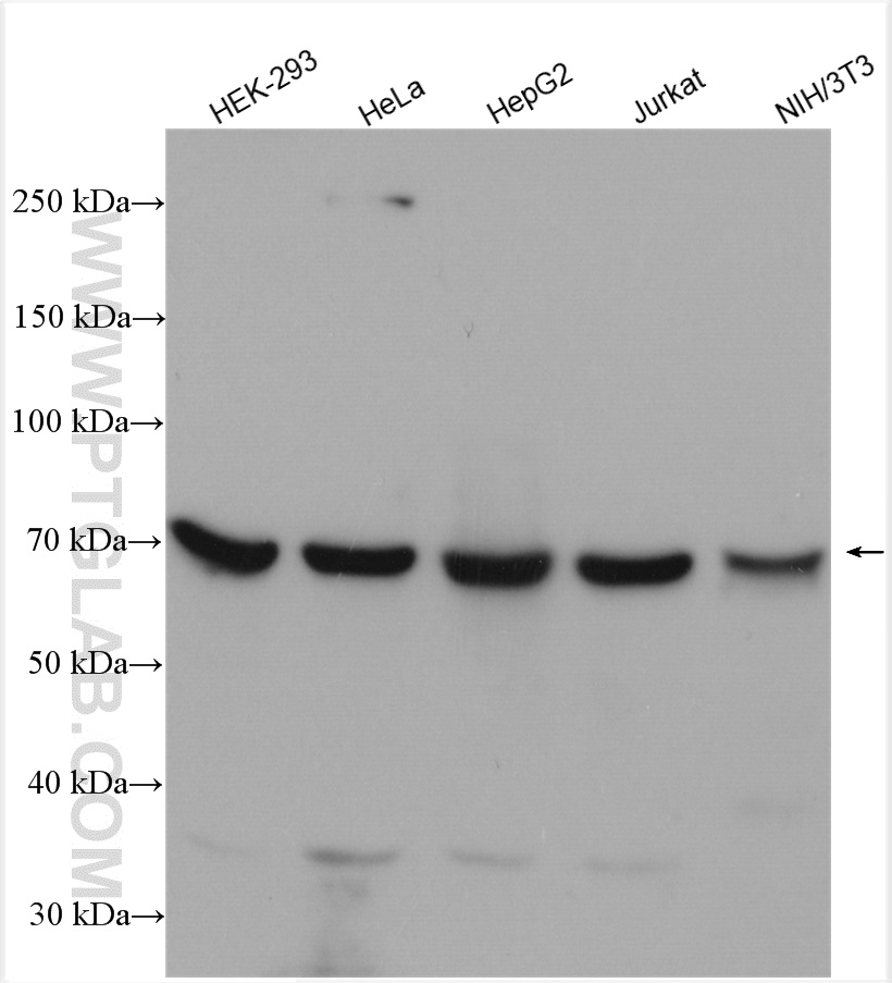 WB analysis using 14277-1-AP