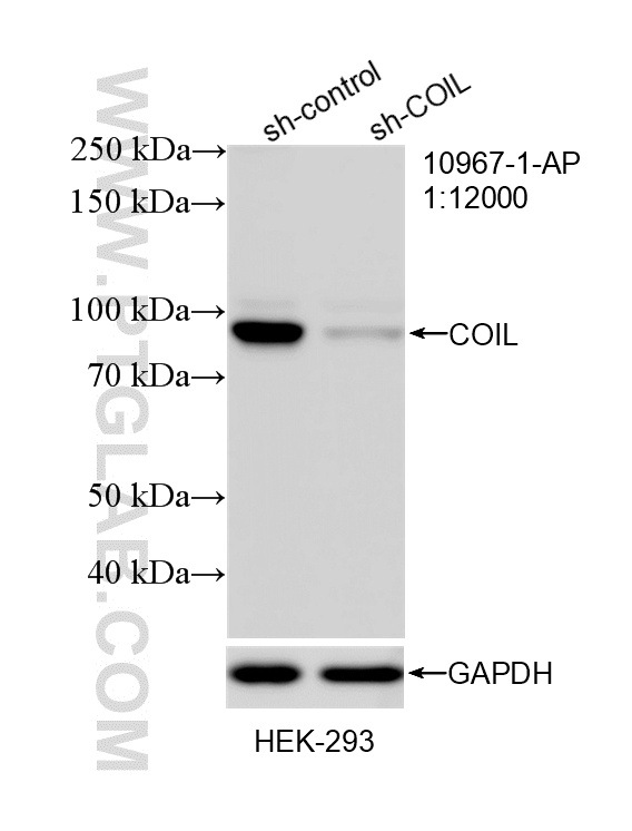 WB analysis of HEK-293 using 10967-1-AP
