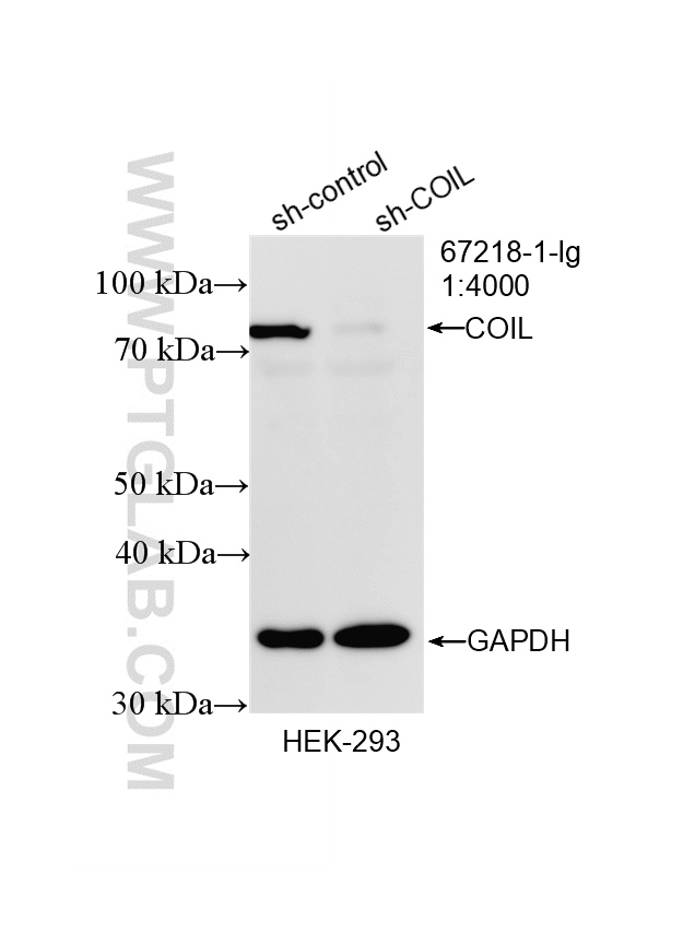 WB analysis of HEK-293 using 67218-1-Ig