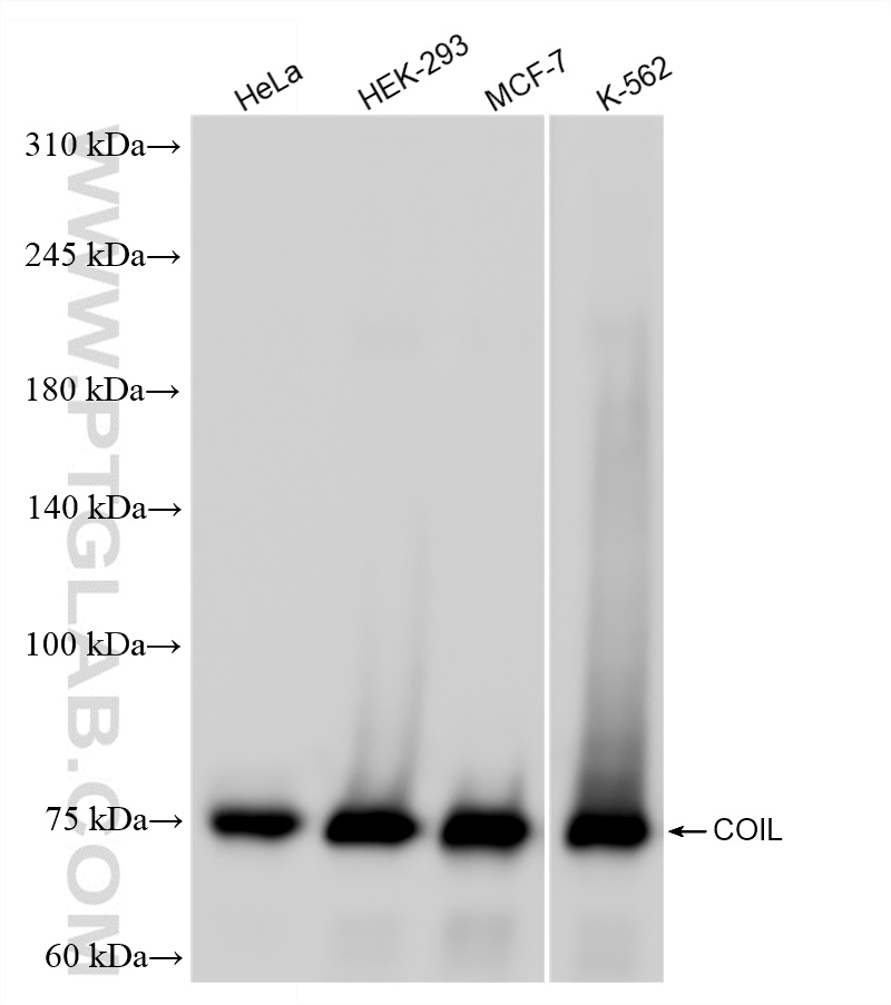 WB analysis using 87171-1-RR