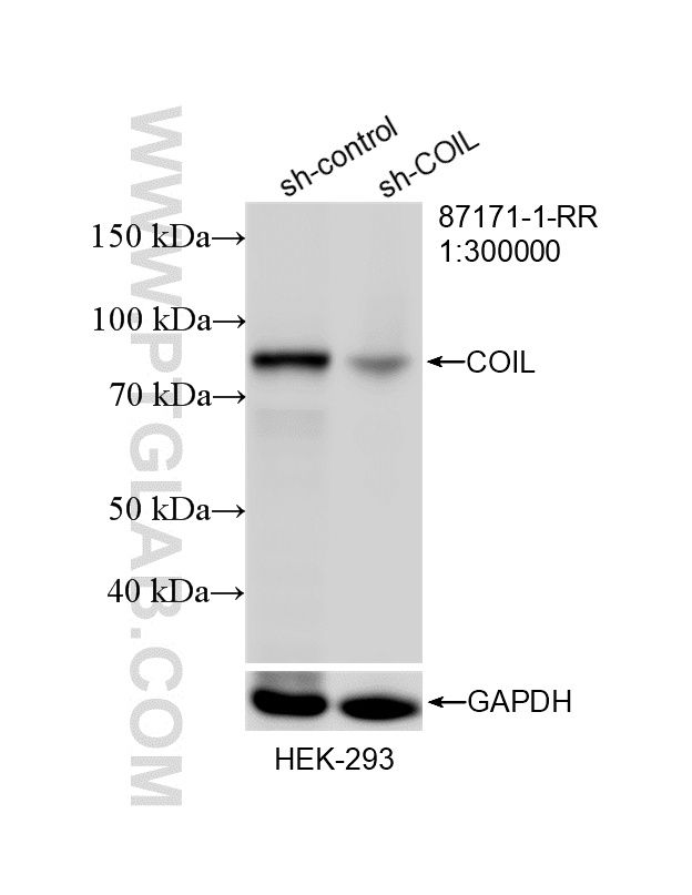 WB analysis of HEK-293 using 87171-1-RR
