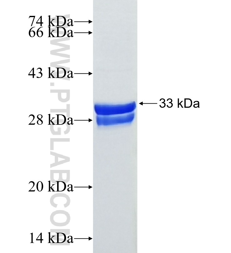 COL10A1 fusion protein Ag25741 SDS-PAGE