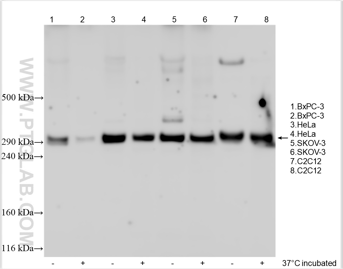 WB analysis using 30045-1-AP