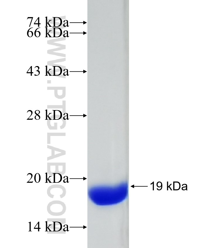 COL12A1 fusion protein Ag32596 SDS-PAGE