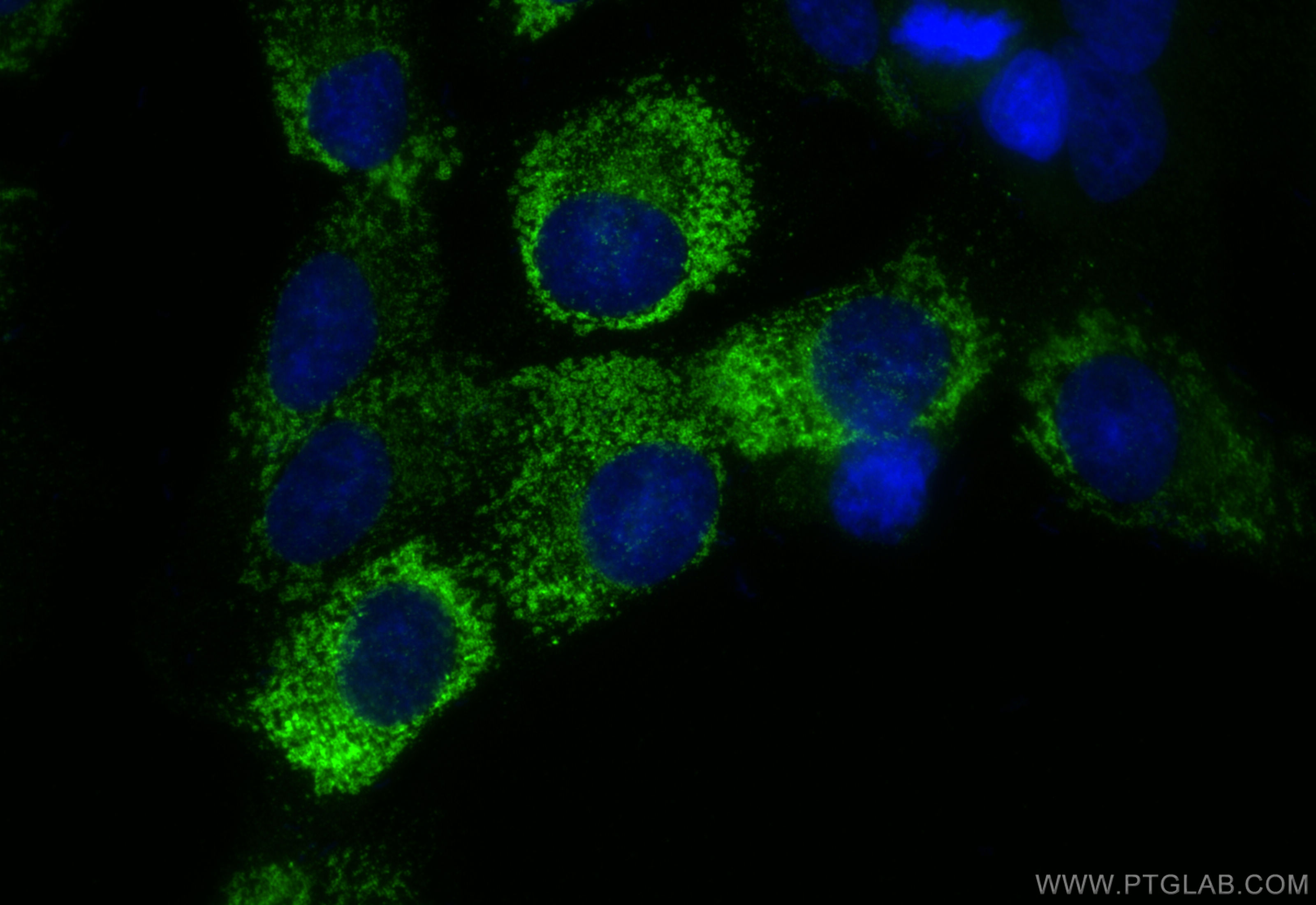 IF Staining of HSC-T6 using 83752-5-RR (same clone as 83752-5-PBS)