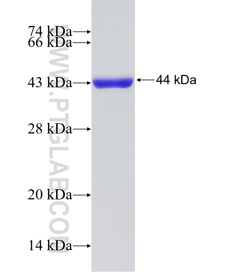COL1A2 fusion protein Ag6281 SDS-PAGE