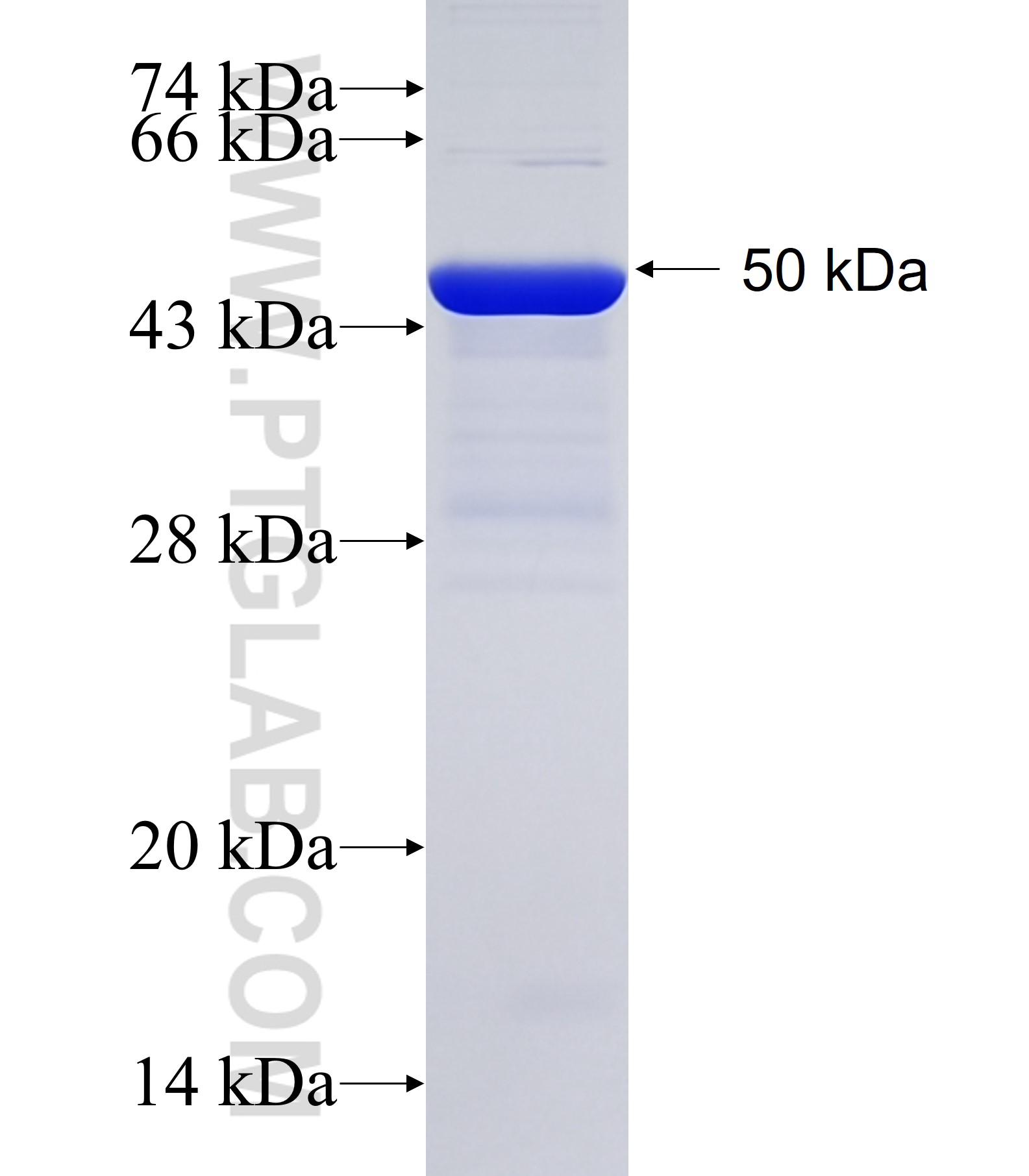 COL4A1 fusion protein Ag34391 SDS-PAGE