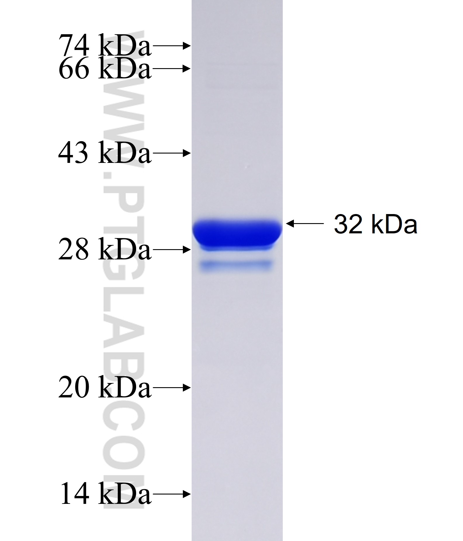 COL4A6 fusion protein Ag1118 SDS-PAGE