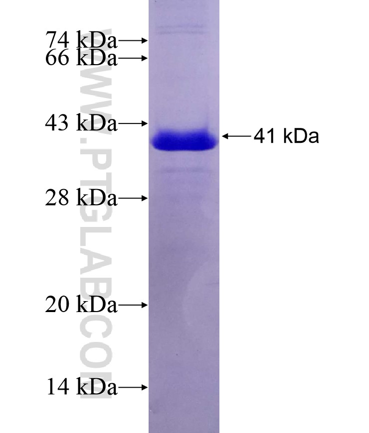 COL6A2 fusion protein Ag7134 SDS-PAGE